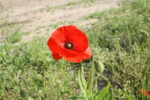 Papaver rhoeas (1200 x 800)